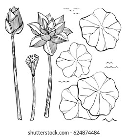 Vector sketch set of flowers and leaves of the lotus. Bud and seeds. Aquatic plants.