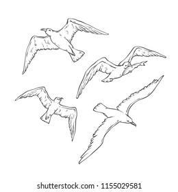 Vector sketch set flying seagulls. Bird gull angler monochrome black outline illustration isolated on white background for design of tourist cards logos on marine theme.