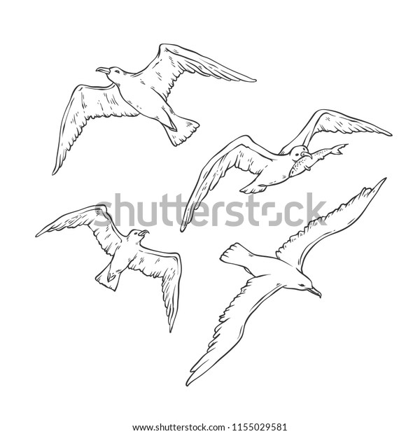 カモメを飛ばすベクタースケッチセット 白い背景に鳥のカモメの黒い輪郭イラスト 海洋テーマの観光カードロゴのデザイン用 のベクター画像素材 ロイヤリティ フリー