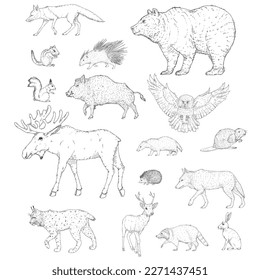 Conjunto de boceto vectorial de animales forestales. Colección de ilustraciones de mamíferos salvajes.