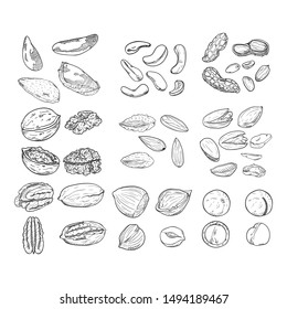 Vector Sketch Set of Nuts. All Types of Edible Nuts. Healthy snack. Organic meal.