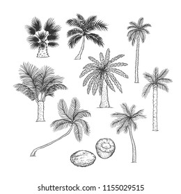 Vector sketch set of palm. Different kinds of tropical trees and coconut. Contour black illustration isolated on white background.
