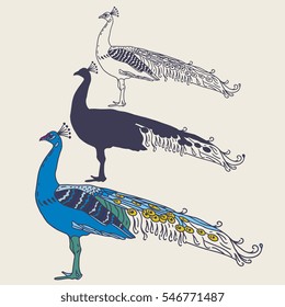 Vector sketch set of peacock in color and monochrome variations