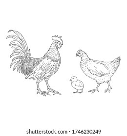 Vector Sketch Set of Poultry Birds. Rooster, Chick and Hen. Chicken Illustrations.