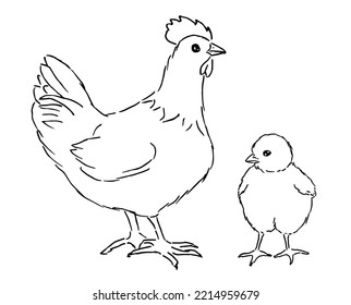 Vector Sketch Set of Poultry Birds. Chick and Hen. Chicken Illustrations.