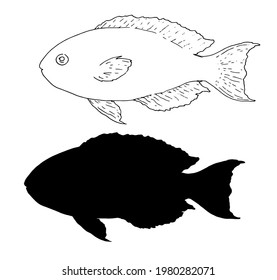 Vector sketch set of sea fish Scarus rubroviolaceus .silhouette and outline isolated sea fish elements black on white background hand-drawn for menu design template, signage, packaging