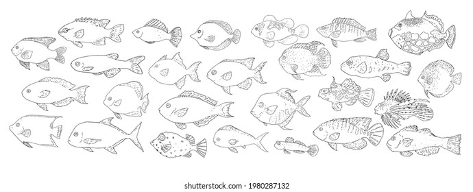 Esbozo vectorial de peces de mar y río. Distintos tipos de peces comestibles y ornamentales dibujados a mano, diferentes formas contorno negro en estilo de esbozo sobre fondo blanco para plantilla de diseño, señalización de menú