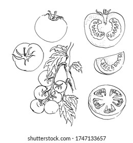 conjunto de bocetos vectoriales de tomates. esquema