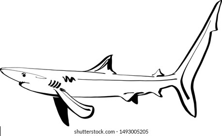 the vector sketch of the shark