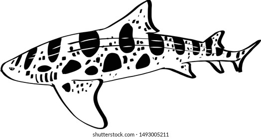 the vector sketch of the shark