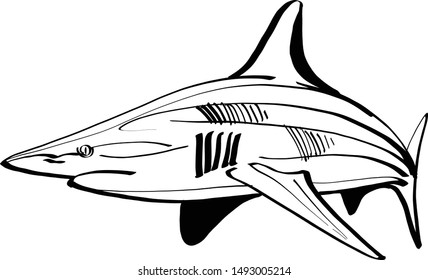 the vector sketch of the shark