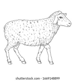 Vector Sketch Sheep Illustration Side View Stock Vector (Royalty Free ...