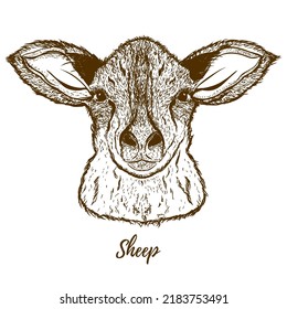 Vector sketch of a sheep. Isolated on white background. Realistic black and white sketch