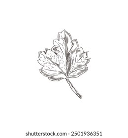 Vector sketch of a sheet made by hand with engraving. This illustration highlights organic natural elements that are ideally to an eco-themed design.