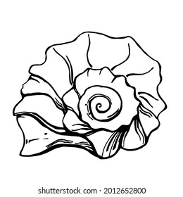 Vector sketch of a shell on a white background is isolated