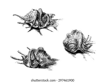 Vector sketch of shells