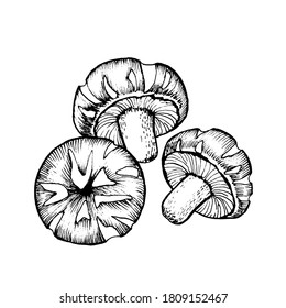 Vector sketch shiitake black-white graphics, champignon, dry mushroom, gourmet cuisine, vegetarian, autumn mushrooms isolated on white background for printing, cookbook, logo.