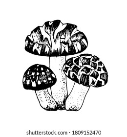 Vektorgrafik schickt schwarz-weiße Grafiken, Champignon, Trockenpilz, Gourmetküche, Vegetarier, Herbstpilze einzeln auf weißem Hintergrund zum Drucken, Kochbuch, Logo.