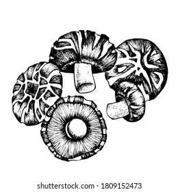 Vector sketch shiitake black-white graphics, champignon, dry mushroom, gourmet cuisine, vegetarian, autumn mushrooms isolated on white background for printing, cookbook, logo.