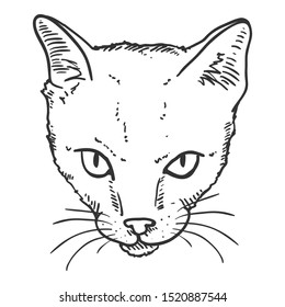 Vector Sketch Shorthair Cats Portrait. Feline Face Illustration.