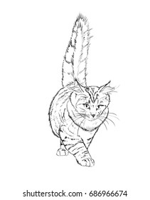 Vector sketch. Siberian forest cat on a white background.