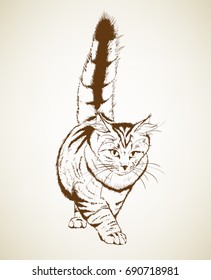 Vector sketch. Siberian forest cat on a white background.