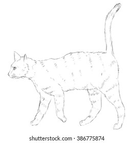 Vector Sketch Single Cat