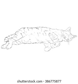 Vector Sketch Single Cat