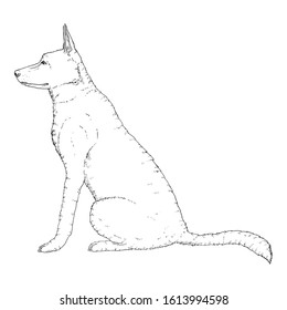 Vector Sketch Sitting German Shepherd Dog Illustration