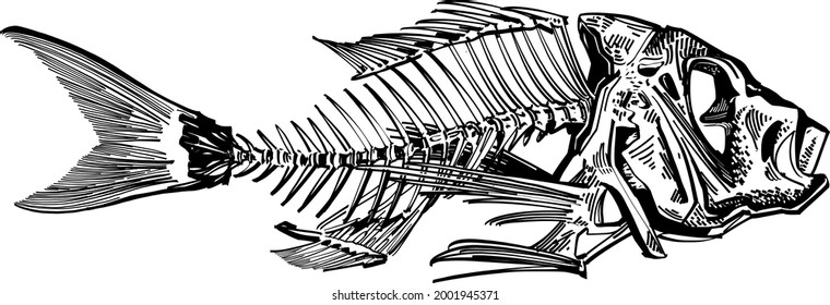 Vector sketch of the skeleton of a fish