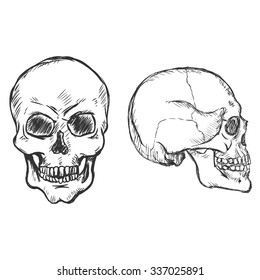 Vector  Sketch Skulls. Side and Front View.