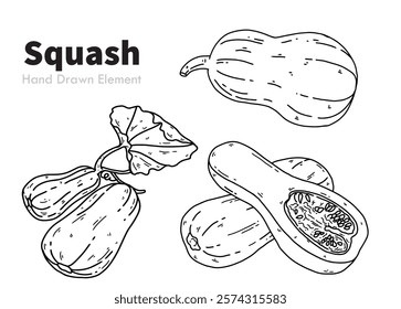 Vector sketch of Squash, hand drawn black ink design. Can be edited, packaging design, fruit design ornaments, agriculture, harvest, fruit, diet, vegetarian