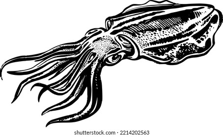 the vector sketch of the squid