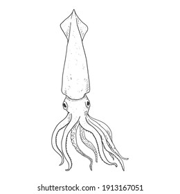 Kalmare der Vektorskizze. Cephalopod-Illustration.