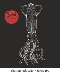 Vector sketch of a squid isolated on dark background. Silhouette line of handmade sea food in a retro style