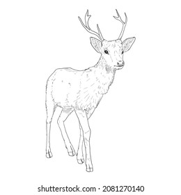 Vector Sketch Standing Deer Illustration on White Bakcground