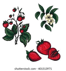 vector sketch of strawberry flower isolated on white background