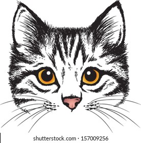 Vector sketch stylized kitten's face