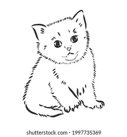 Vector sketch of a stylized kitten's face