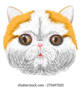 Vector sketch of a stylized kitten's face, smiling, friendly, young, cute cat, peach colored, with brown sparkling eyes. Pedigreed cat. Portrait of Scottish Fold Cat, Vector.