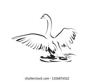 Vector sketch of swan