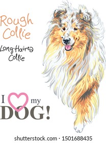 Vector sketch of Sweet dog Sable and white Rough Collie breed hand drawing vector