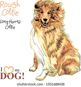 Vector sketch of Sweet dog Sable and white Rough Collie breed sitting hand drawing vector