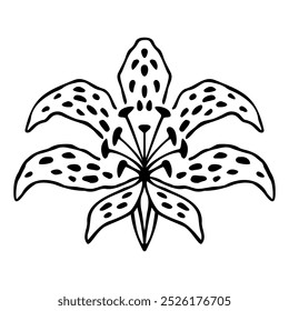 Vector sketch of symmetric lily flower. Hand drawn botanical element isolated on white background.