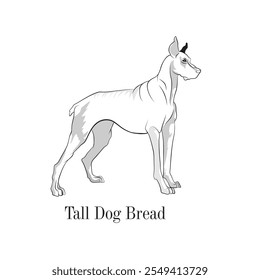 Vector sketch of tall dog. A good bread of dog illustration, Vector line art of domestic animal