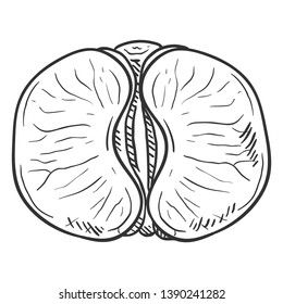 Vector Sketch Tangerine without Peel. Mandarin Slices