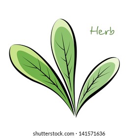 Vector sketch of three leaves of a medicinal herb.
