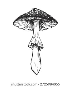 Boceto de Vector de un hongo de heces de sapo en negro.