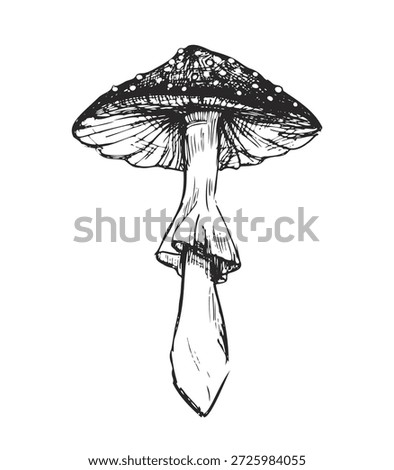 Vector sketch of a toadstool mushroom in black.