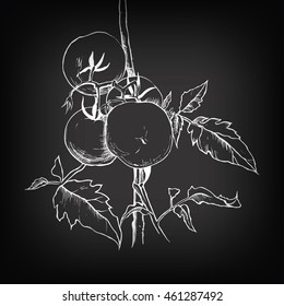 Vector sketch of tomato on blackboard background for design
